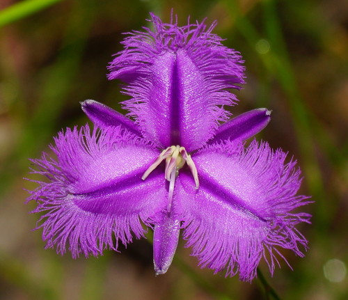 Thysanotus tuberosus R.Br.