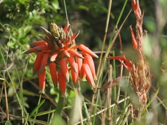 Aloe cooperi