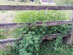 Lupinus rivularis