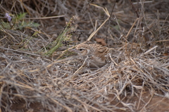 Mirafra erythroptera