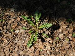 Taraxacum officinale