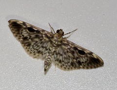 Rhimphaliodes macrostigma