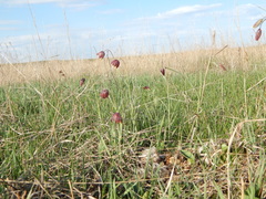 Fritillaria meleagroides