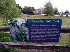 Lupinus rivularis