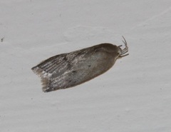Scythropiodes