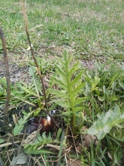 Tanacetum vulgare