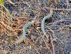 Scolopendra canidens