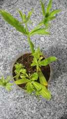 Eryngium foetidum
