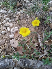 Helianthemum oelandicum orientale