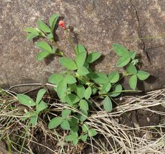 Indigofera evansii