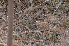 Mirafra erythroptera