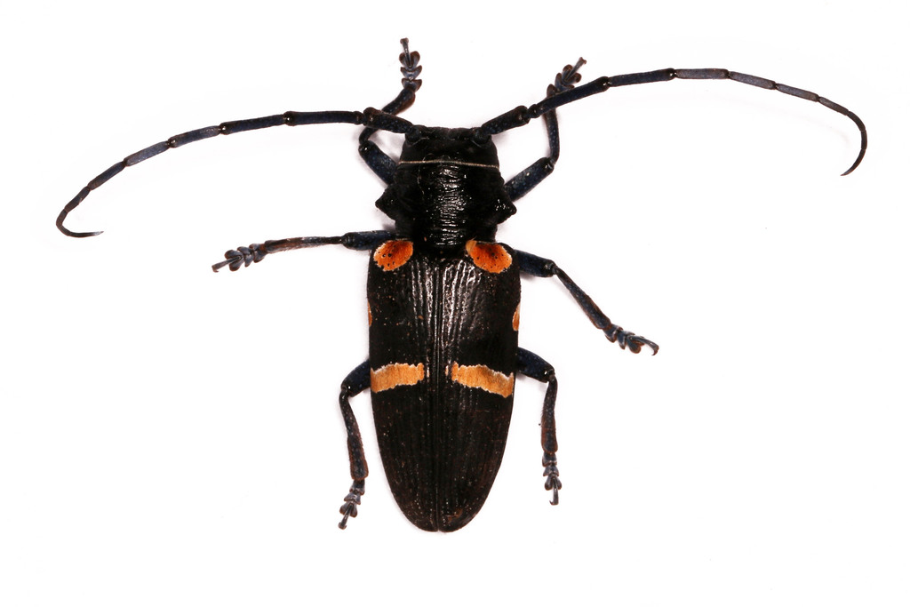 Zographus plicaticollis