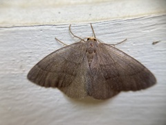 Lambdina pellucidaria