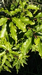 Faurea macnaughtonii