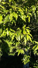 Faurea macnaughtonii