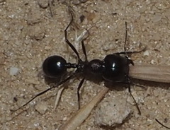 Messor ebeninus