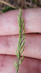 Catapodium rigidum image