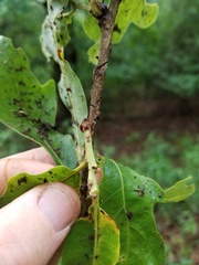 Quercus similis