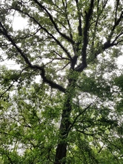 Quercus similis