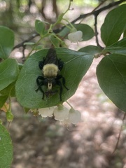 Laphria flavicollis