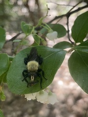 Laphria flavicollis