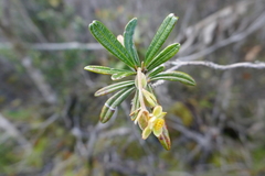 Hibbertia coriacea image