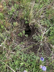 Spermophilus citellus