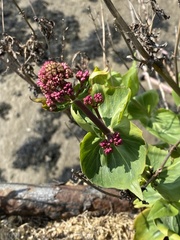 Centranthus ruber