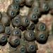 Annulohypoxylon bovei - Photo (c) Steve Kerr, some rights reserved (CC BY), uploaded by Steve Kerr