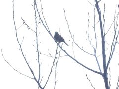 Emberiza leucocephalos