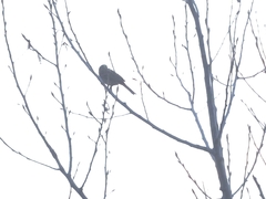 Emberiza leucocephalos