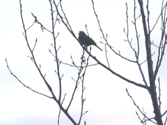 Emberiza leucocephalos