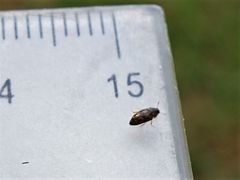 Litargus balteatus