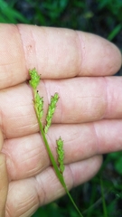 Carex oxylepis