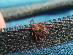 Dermacentor reticulatus