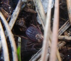 Dermacentor reticulatus