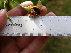 Litargus balteatus