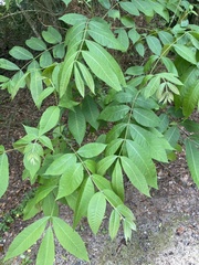 Carya