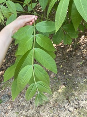 Carya