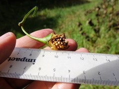Litargus balteatus