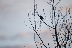 Emberiza leucocephalos