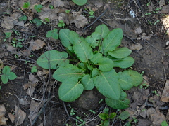 Rumex obtusifolius