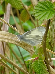 Leptidea juvernica