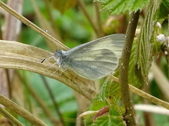 Leptidea juvernica