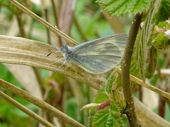 Leptidea juvernica