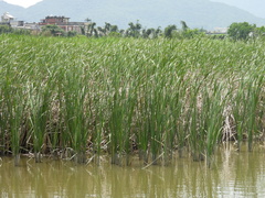 Typha orientalis
