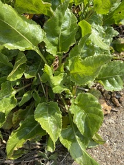 Beta vulgaris