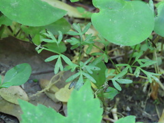 Erigenia bulbosa