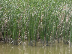 Typha orientalis