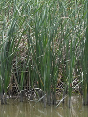 Typha orientalis